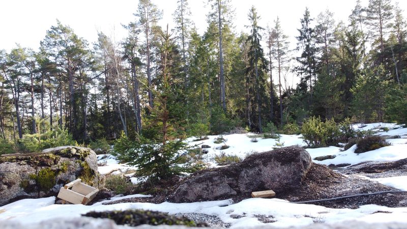 Granite and spruce