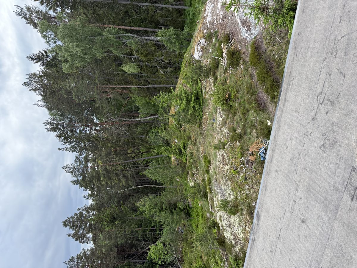 Pine forest panorama