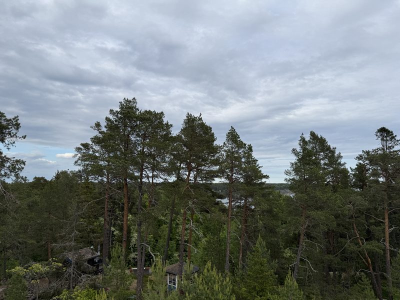 Forest and water